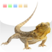 Colorfull Chameleon